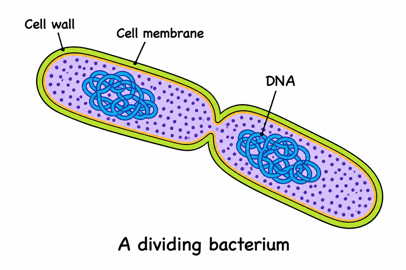 Binary Fission in a Bacterium